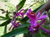 Orchidee Perou.JPG